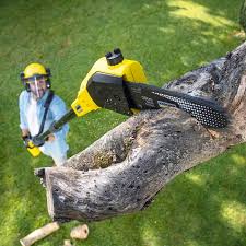 Best Tree Disease Treatment  in Calhoun, GA