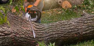 Best Root Management and Removal  in Calhoun, GA