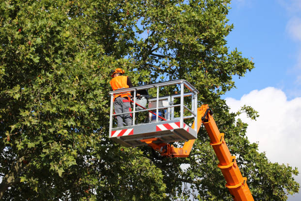 Why Choose Our Tree Removal Services in Calhoun, GA?